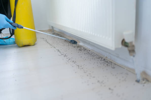 Best Ant Control Services  in Lake Of The Pines, CA